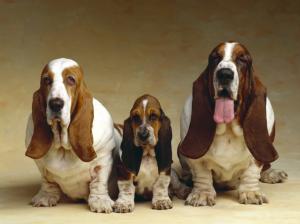 Basset Hound, three dogs wallpaper thumb