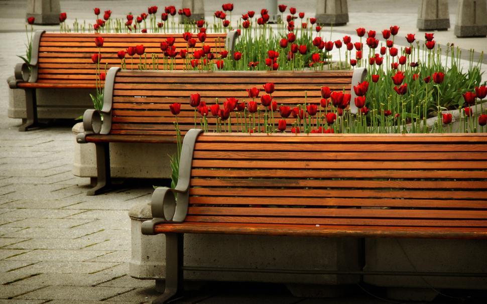 Bench With Red Tulips Free Widescreen s wallpaper,bench HD wallpaper,forest HD wallpaper,garden HD wallpaper,nature HD wallpaper,park HD wallpaper,1920x1200 wallpaper