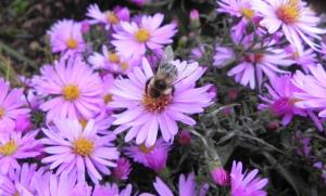 Bee On Pink Flowers wallpaper thumb