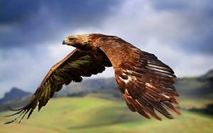 Eagle flying in the sky wallpaper thumb