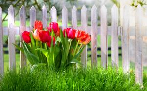 Spring flowers, red tulips, garden, grass wallpaper thumb