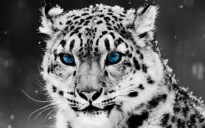Snow Blue Eye Leopard wallpaper thumb