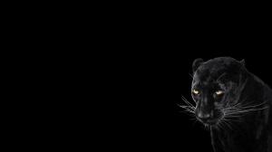 Panther, Black Background, Cool, Animal wallpaper thumb