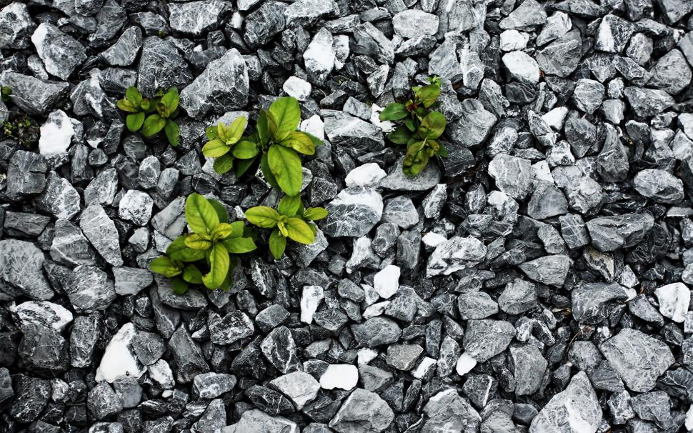 Green Plants on Grey Rocks wallpaper,Plants HD wallpaper,2880x1800 wallpaper