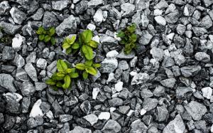Green Plants on Grey Rocks wallpaper thumb
