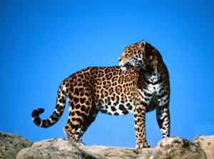 c'mon slow poke Big Cats Leopard HD wallpaper thumb