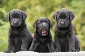 labradors, retrievers, puppies, three, funny wallpaper thumb