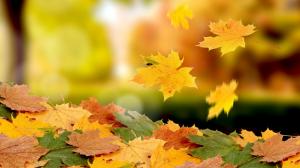 Maple leaves falling in autumn wallpaper thumb