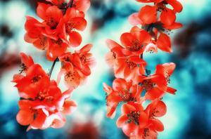 flowers, macro, red flower, Blue wallpaper thumb
