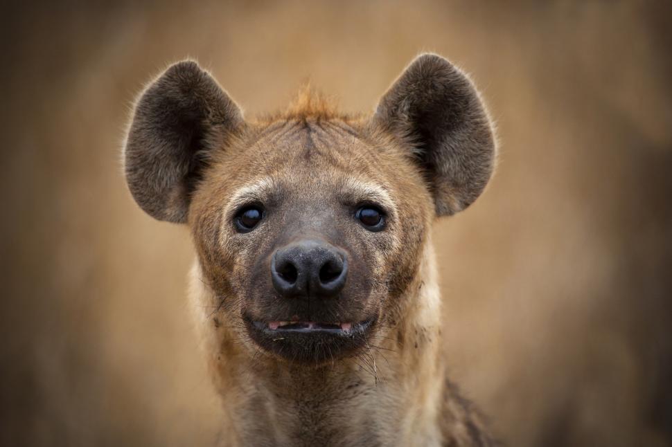 Hyena wallpaper,hyena HD wallpaper,face HD wallpaper,eyes HD wallpaper,2500x1667 wallpaper