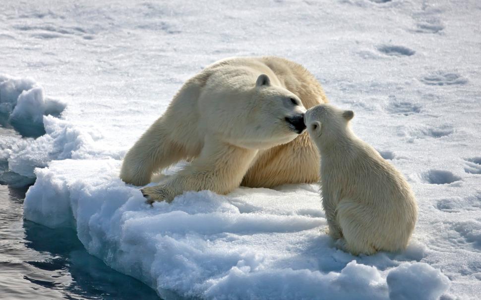 Bear Mothers Love wallpaper,bear HD wallpaper,cub HD wallpaper,polar bear HD wallpaper,2560x1600 wallpaper
