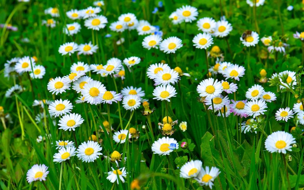 White daisy flowers, grass, leaves, green wallpaper | flowers ...