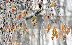 Autumn, branches, yellow leaves, frost wallpaper thumb