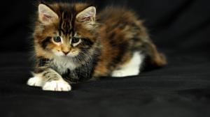 Cute kitten, black background wallpaper thumb