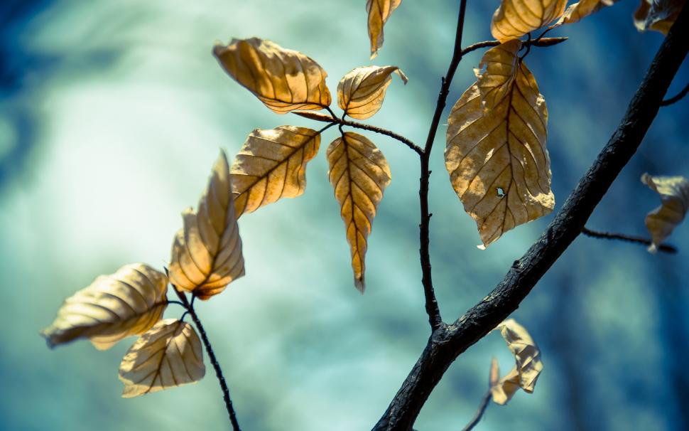 Leaves on branches wallpaper,leaves HD wallpaper,branches HD wallpaper,Nature HD wallpaper,2560x1600 wallpaper