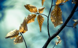 Leaves on branches wallpaper thumb