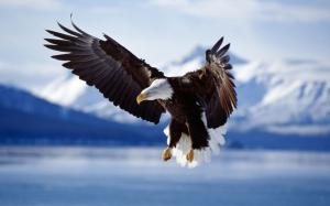 Bald Eagle in Flight Alaska wallpaper thumb