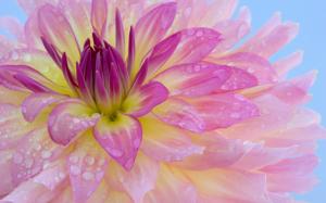 Close-up of pink flowers with dew wallpaper thumb