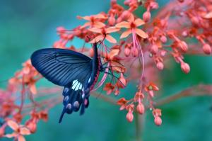 Butterfly on flower amazing wallpaper thumb
