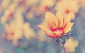 Flower Warm Blur HD wallpaper thumb