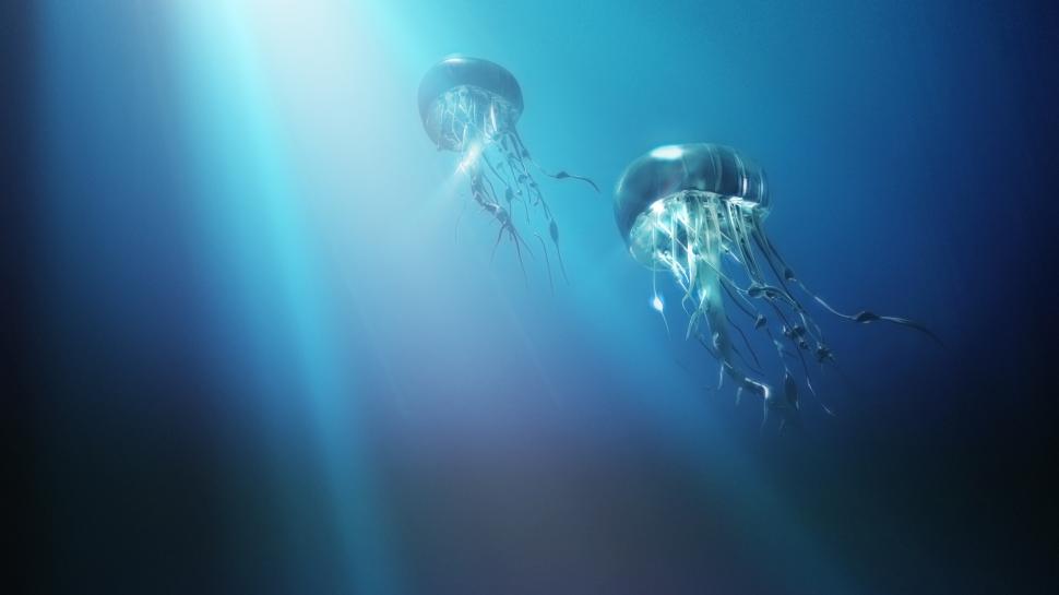 Jellyfish Underwater Blue Sunlight HD wallpaper,animals HD wallpaper,blue HD wallpaper,sunlight HD wallpaper,underwater HD wallpaper,jellyfish HD wallpaper,1920x1080 wallpaper