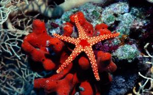 Water Fish Underwater Sea Starfish HD Free wallpaper thumb