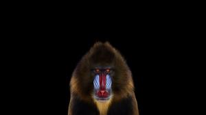 Mandrill, Animals, Photography, Simple Background wallpaper thumb