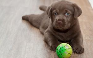 Labrador puppy, play with ball wallpaper thumb