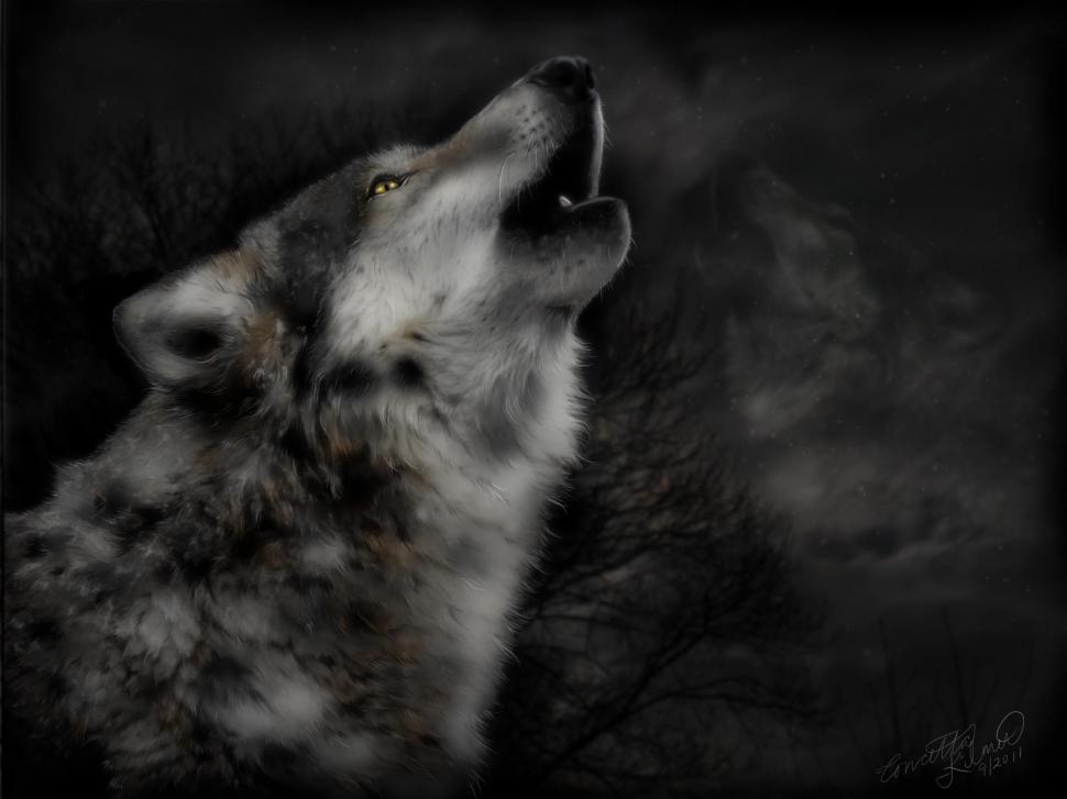Midnight S Cry wallpaper,mythical HD wallpaper,spirit HD wallpaper,black HD wallpaper,insnow HD wallpaper,pack HD wallpaper,the pack HD wallpaper,white HD wallpaper,timber HD wallpaper,lone wolf HD wallpaper,snow HD wallpaper,canis lupus HD wallpaper,wallpa HD wallpaper,2400x1800 wallpaper