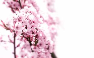 Pink Cherry Blossom Flower HD wallpaper thumb