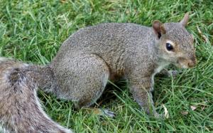 Squirrel tail wallpaper thumb