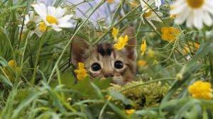 Cat Kitten Flower Grass HD wallpaper thumb