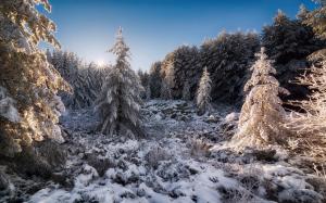 Bulgaria, forest, snow, sun, winter wallpaper thumb