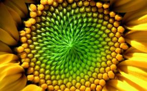 Sunflower flower macro photography wallpaper thumb