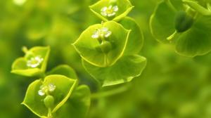 Green Macro Plant HD wallpaper thumb