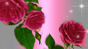 Roses Roses wallpaper thumb