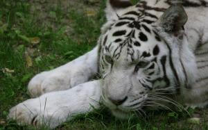 Calm white tiger wallpaper thumb