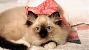 A Siamese Cat With A Hat wallpaper thumb