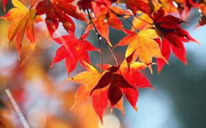 Autumn red leaves, nature scenery wallpaper thumb