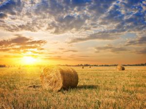Farm field, grass, hay, sunset, clouds wallpaper thumb