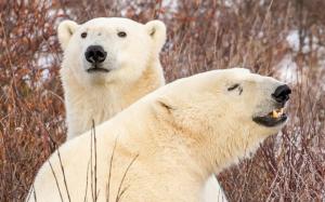 Two polar bears, branches wallpaper thumb