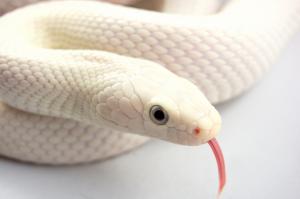 Snake Albino wallpaper thumb