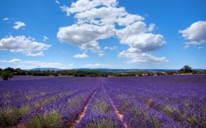 Lavender of Provence, France wallpaper thumb