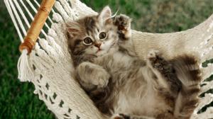 The cat lying in a hammock wallpaper thumb