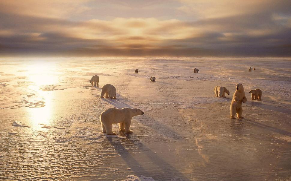 Polar Bears On Ice wallpaper,artic HD wallpaper,polar bear HD wallpaper,animals HD wallpaper,1920x1200 wallpaper