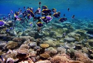 Underwater Ocean Sea Tropical wallpaper thumb