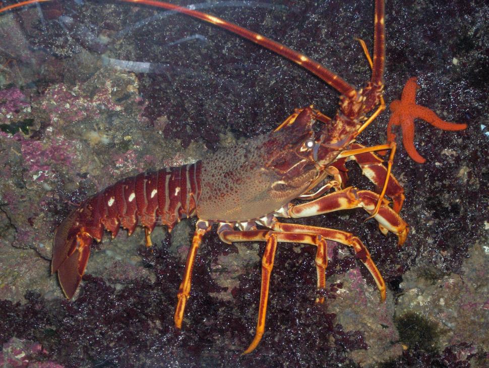 Lobster wallpaper,lobster HD wallpaper,HD Wallpaper HD wallpaper,animals HD wallpaper,Amazing HD wallpaper,2592x1952 wallpaper