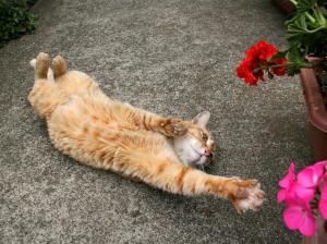Animals Cats Felines Humor Funny Paws Flowers HD Widescreen wallpaper thumb