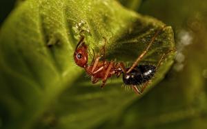 Ants, Insect, Leaves, Depth of Field, Nature wallpaper thumb