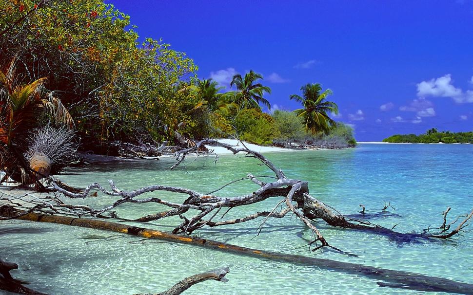 Nature, Landscape, Deserted Island, Beach, Dead Trees, Sea, Sand, Water, Tropical wallpaper,nature HD wallpaper,landscape HD wallpaper,deserted island HD wallpaper,beach HD wallpaper,dead trees HD wallpaper,sea HD wallpaper,sand HD wallpaper,water HD wallpaper,tropical HD wallpaper,1920x1200 wallpaper